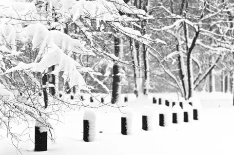 First snow is falling on a trees at Kosutnjak forest in Belgrade Stock Photos