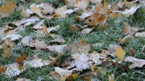 First snow falling on yellow leaves and green grass Stock Footage 22750682