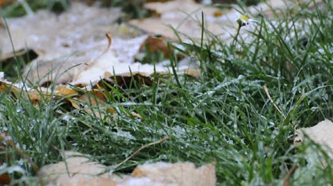 First snow falling on yellow leaves and green grass Close up Stock Footage 22750854