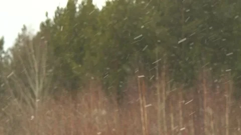 The first snow falls on the background of trees. Stockbeeldmateriaal 156796848