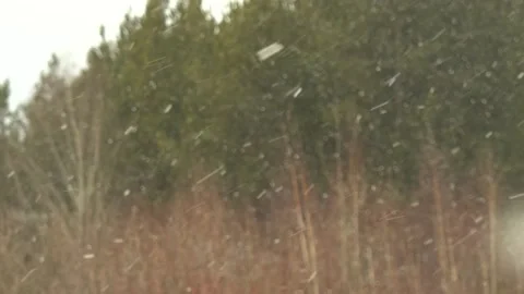 The first snow falls on the background of trees. Stock Footage 166053172