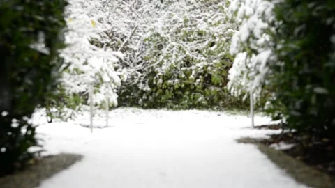 First snow falls on bushes and trees on the path leading to the house spiri.. Video stock 319471852