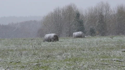 The first snow falls on the field and forest Vidéo 141378641