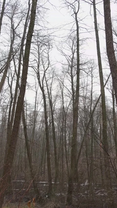The first snow falls in the forest. Stock Footage 318309986