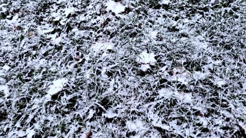 The first snow falls on the grass. Snowfall. Stock Footage 289078234