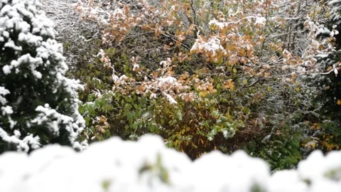 First snow falls on green trees and bushes spirit of Christmas Video stock 319471844