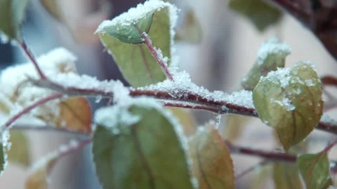 The first snow falls on leaves on a tree Stock Footage 100533421