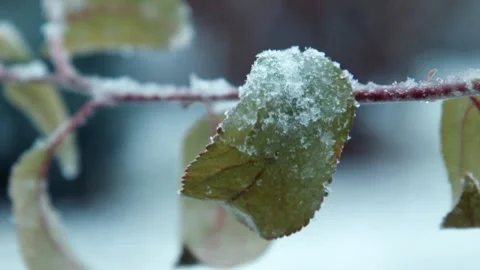 The first snow falls on leaves on a tree Stock Footage 100533437