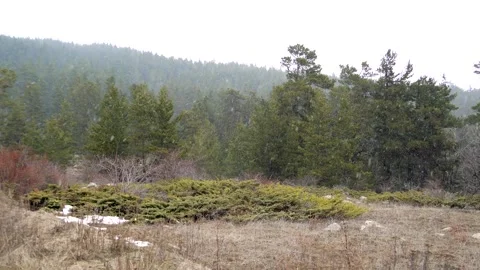 First snow falls through pine forest, covering - Snowy Trees and Winter Weather Stock Footage 339458659