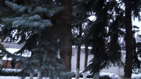 The first snow falls on the trees in the park. Stock Footage 101725949
