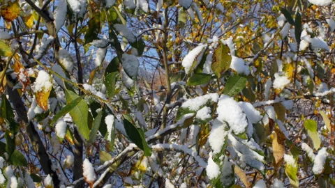 First snow fell Stock Footage 119122439
