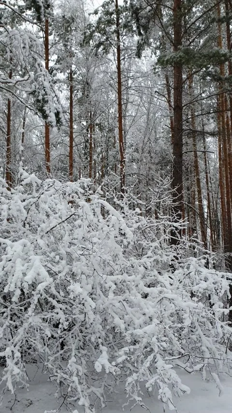 The first snow fell in the forest Stock Footage 201937215