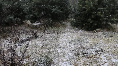 First snow fell in the forest landscape Video stock 122031040