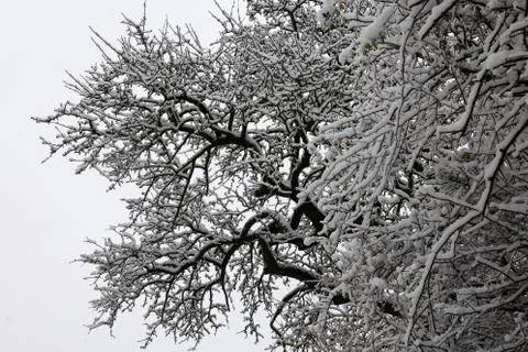 The first snow fell in the forest Stock Photos