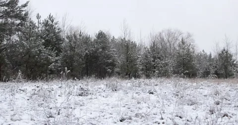 The first snow fell in the forest on the trees and on the clearing. Stock Footage 149784095