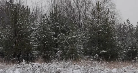 The first snow fell in the forest on the trees and on the clearing. Stock Footage 149784201