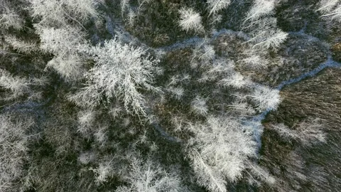 The first snow fell in the forest. Snow-covered trees Stock Footage 143776726