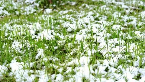 The first snow fell on the green lawn grass. Top view. Winter is approaching Stock Footage 273082052