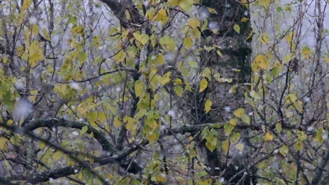 The first snow with fluffy flakes falls through the yellow autumn foliage Stock Footage 103280103