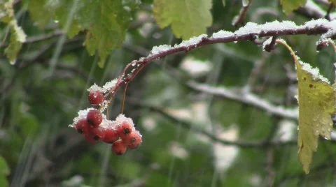 First snow Stock Footage 531913