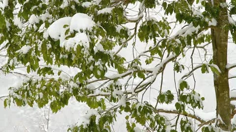 First snow. Stock Footage 21314745
