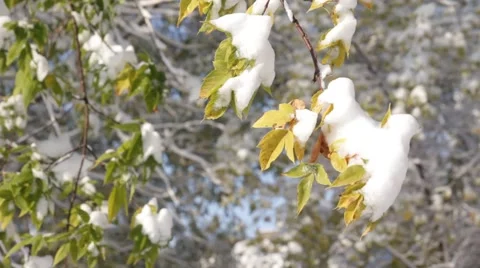 The first snow Stock Footage 68416037
