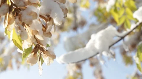 The first snow Stock Footage 68416130