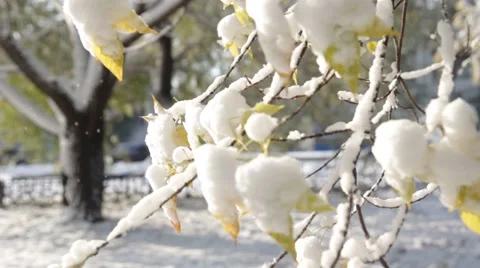 The first snow Stock Footage 68416145