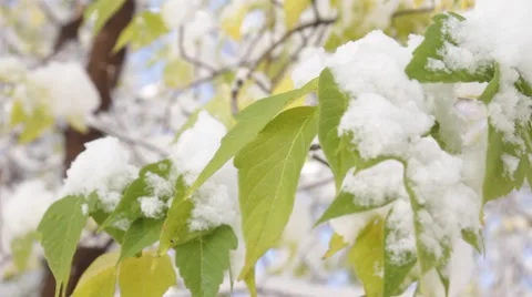 The first snow Stock Footage 68416178