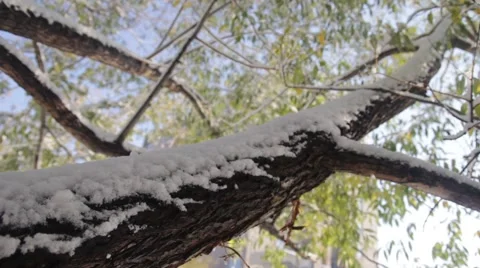 The first snow Stock Footage 68416221