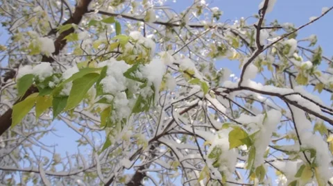 The first snow Stock Footage 68416307