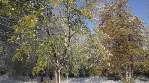 The first snow Stock Footage 68416316