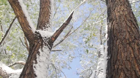 The first snow Stock Footage 68416324