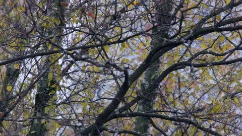 The first snow Stock Footage 103280131