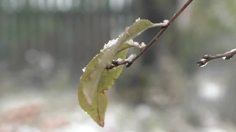 The first snow Vídeos de archivo 106515178