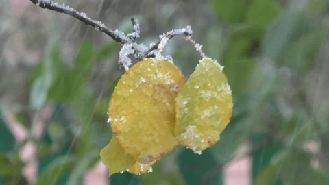 The first snow Video stock 106515195