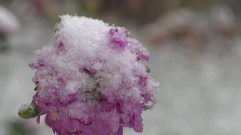 The first snow Video stock 106515259