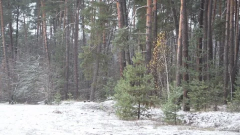 First snow Video stock 143637048