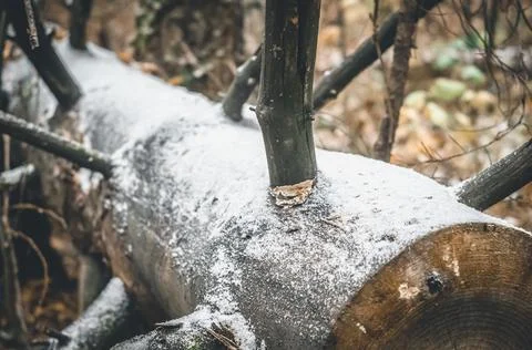 The first snow in the forest. A fallen tree covered in snow. The arrival of Foto stock