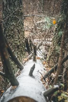 The first snow in the forest. A fallen tree covered in snow. The arrival of Stock Photos