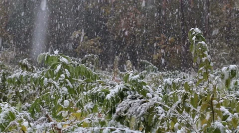 First snow in the forest. Stock-Footage 69000139