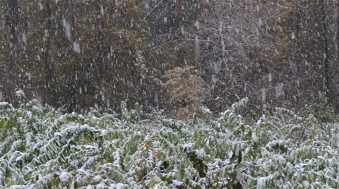 First snow in the forest. Stock-Footage 69000698