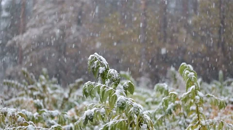 First snow in the forest. Stock-Footage 69000835