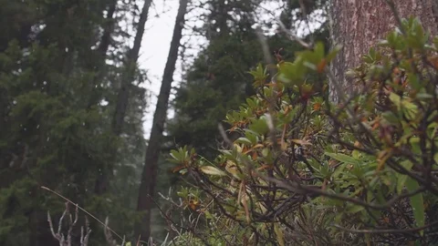 First Snow in the Forest Stock Footage