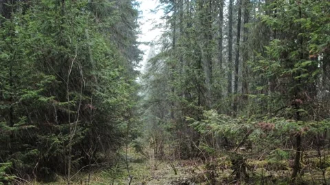 First snow in forest Stock Footage 160825703