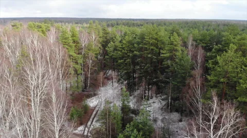 The first snow in the forest Stock Footage 160891807