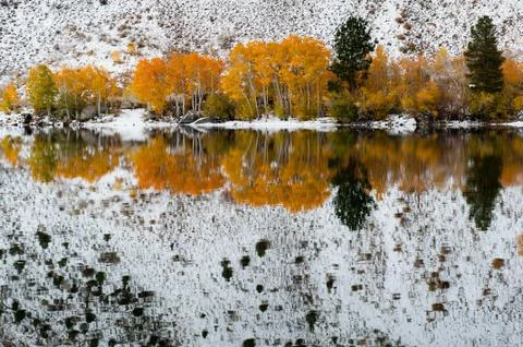 First snow in forest by lake Stock Photos