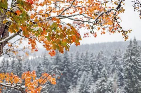 First snow in the forest in the mountains Stock-Fotos