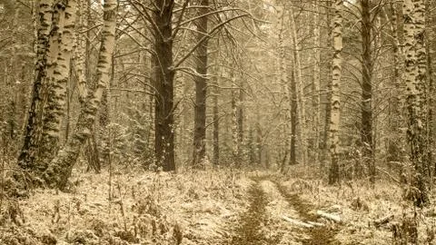 First snow in the forest Stock Photos