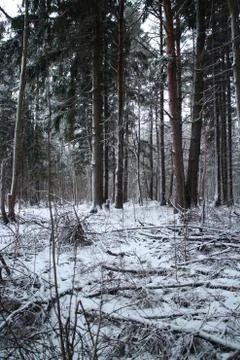 First snow in forest Stock Photos